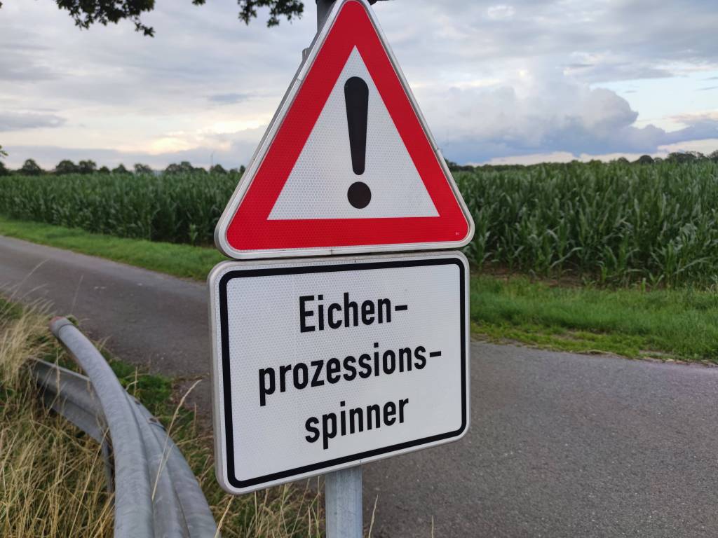 Gewarnt wird vor dem Eichenprozessionsspinner. Und das aus gutem Grund. Das Nesselgift der Raupen ist höchst gefährlich.