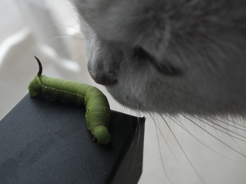 Katze riecht an Raupe Insekt Futter