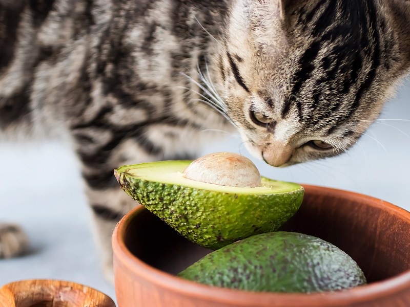 Katze riecht an Avocado