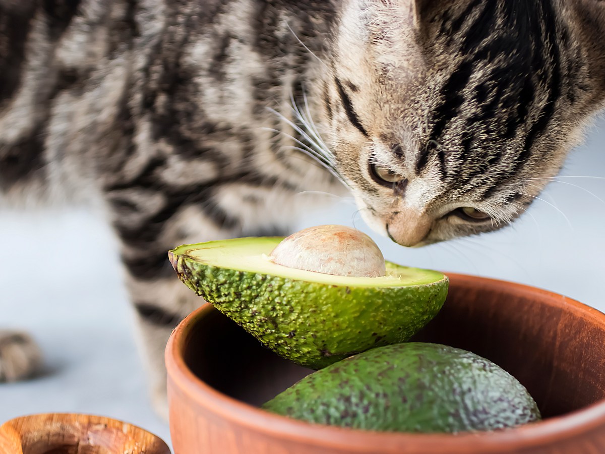 Lebensgefahr: Halte dieses Lebensmittel von deiner Katze fern