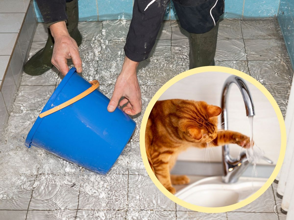 325.000 Euro Schaden: Katze setzt komplettes Rathaus unter Wasser