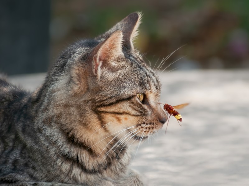 Katze Honig Biene auf der Nase