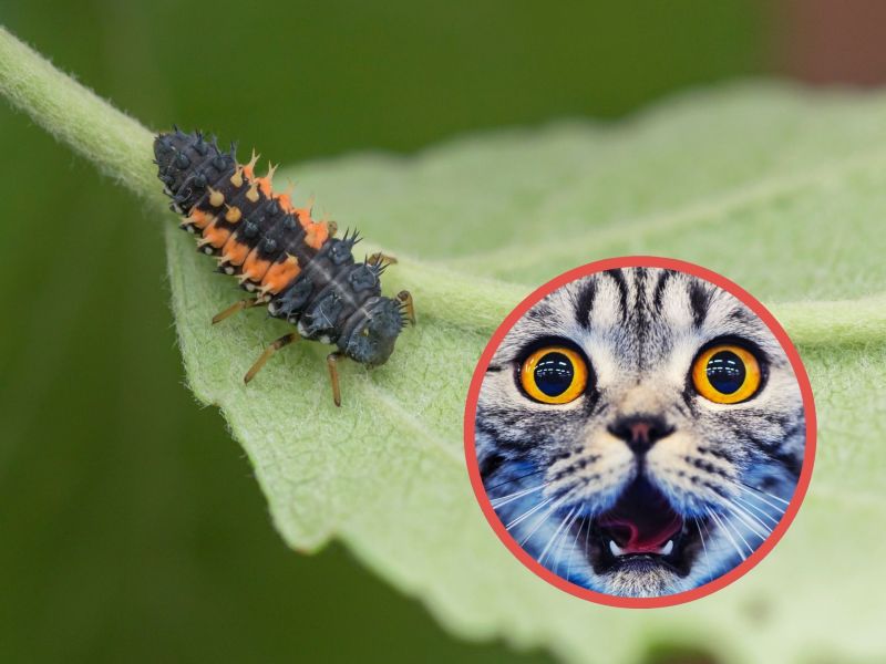 Insekt Asiatischer Marienkäfer ist für Katzen giftig