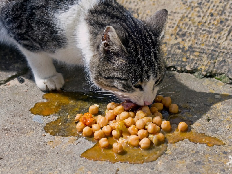 Katze frisst Kichererbsen auf der Straße