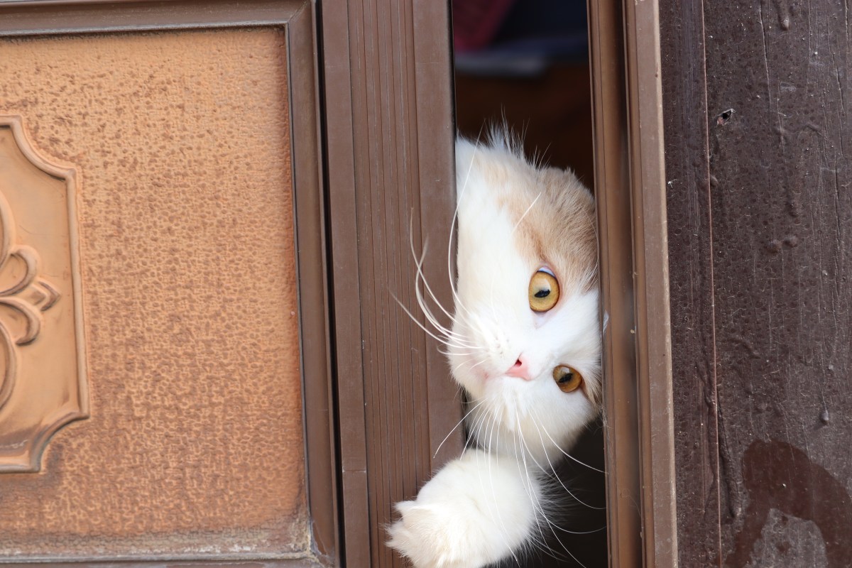 Katze steckt in Kippfenster fest
