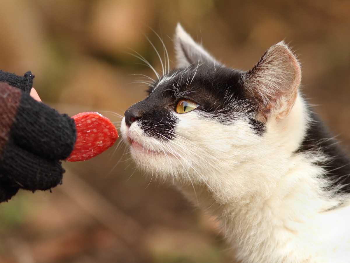 Katze riecht an einem StÃ¼ck Salami