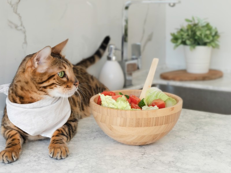 Katze sitzt neben Schüssel mit Salat