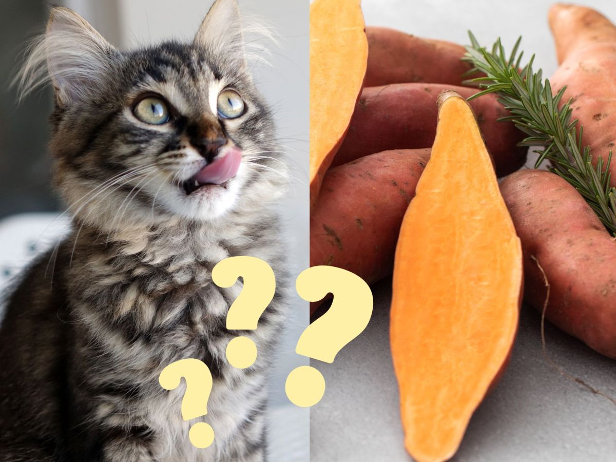 Superfood für Katzen: Warum die Süßkartoffel ein gesunder Snack ist