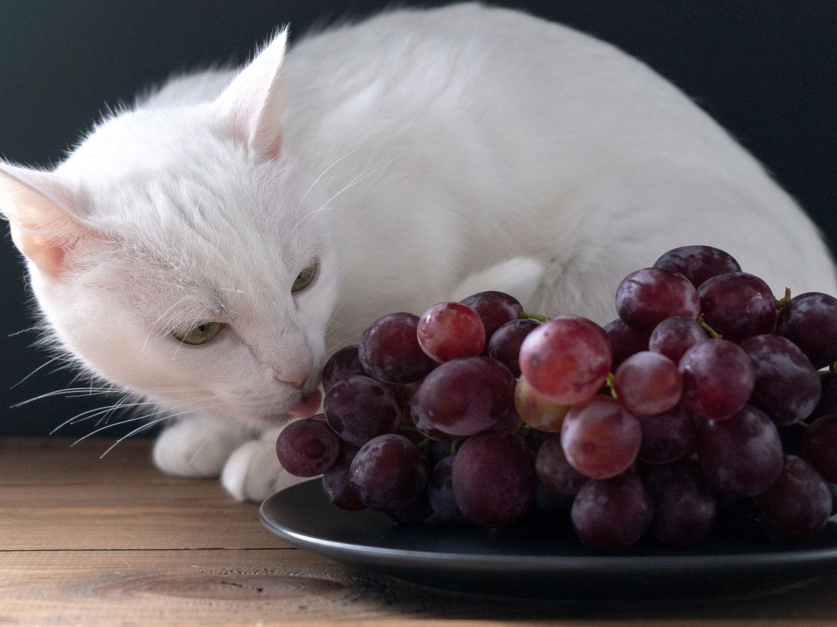 Weintrauben und Rosinen: Dürfen Katzen Trauben essen?