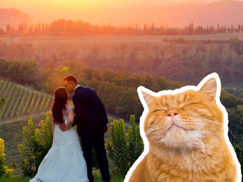Brautpaar muss ohne Katzen feiern und wird kreativ