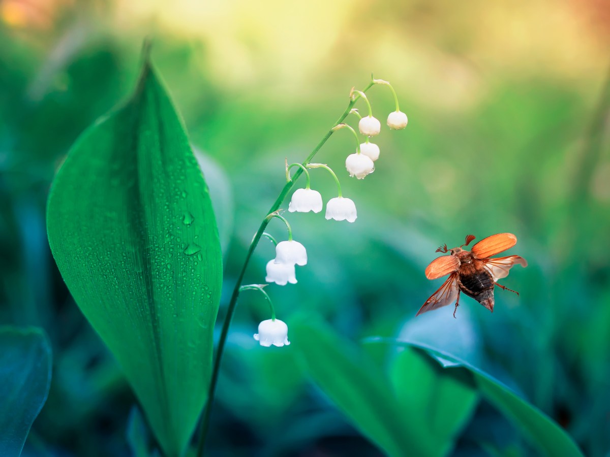 Viele Maikäfer auf dem Boden im Garten: Was steckt hinter dem kollektiven Ableben?