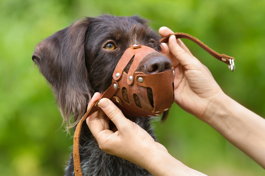 Hund mit Maulkorb