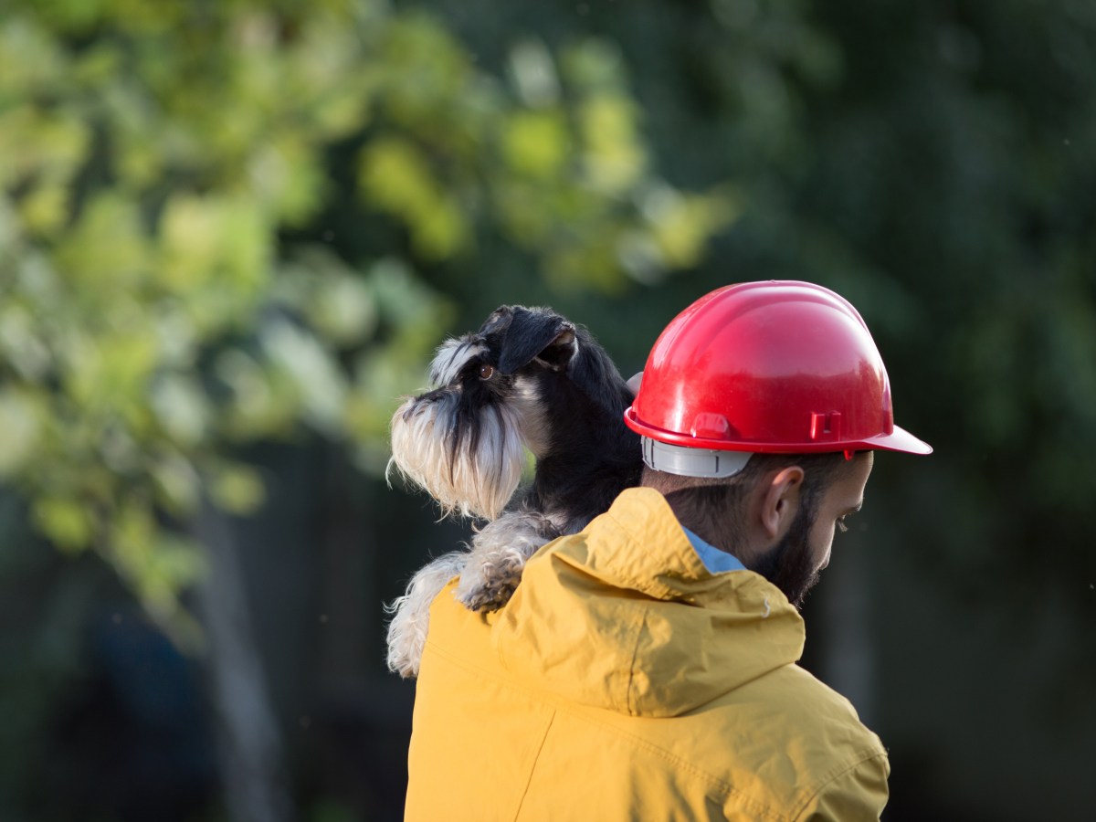 Feuerwehr & Hausbrand: Darum brauchst du unbedingt eine Notfallkarte für deine Haustiere