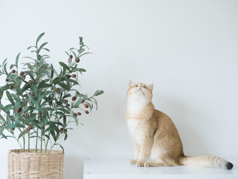 Katze sitzt neben Olivenbaum