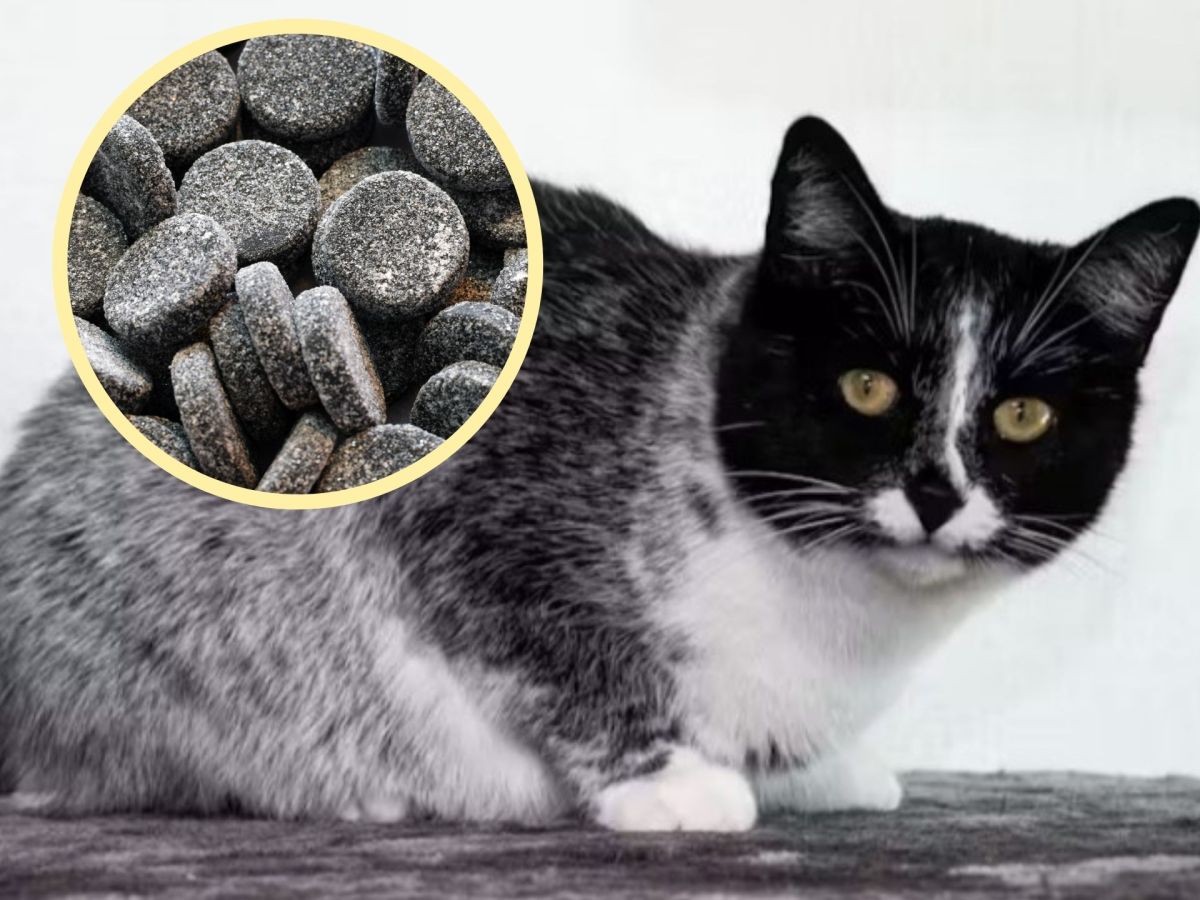 „Salziges Lakritz“ – Forschende entdecken bislang unbekannte Fellfarbe bei Katzen