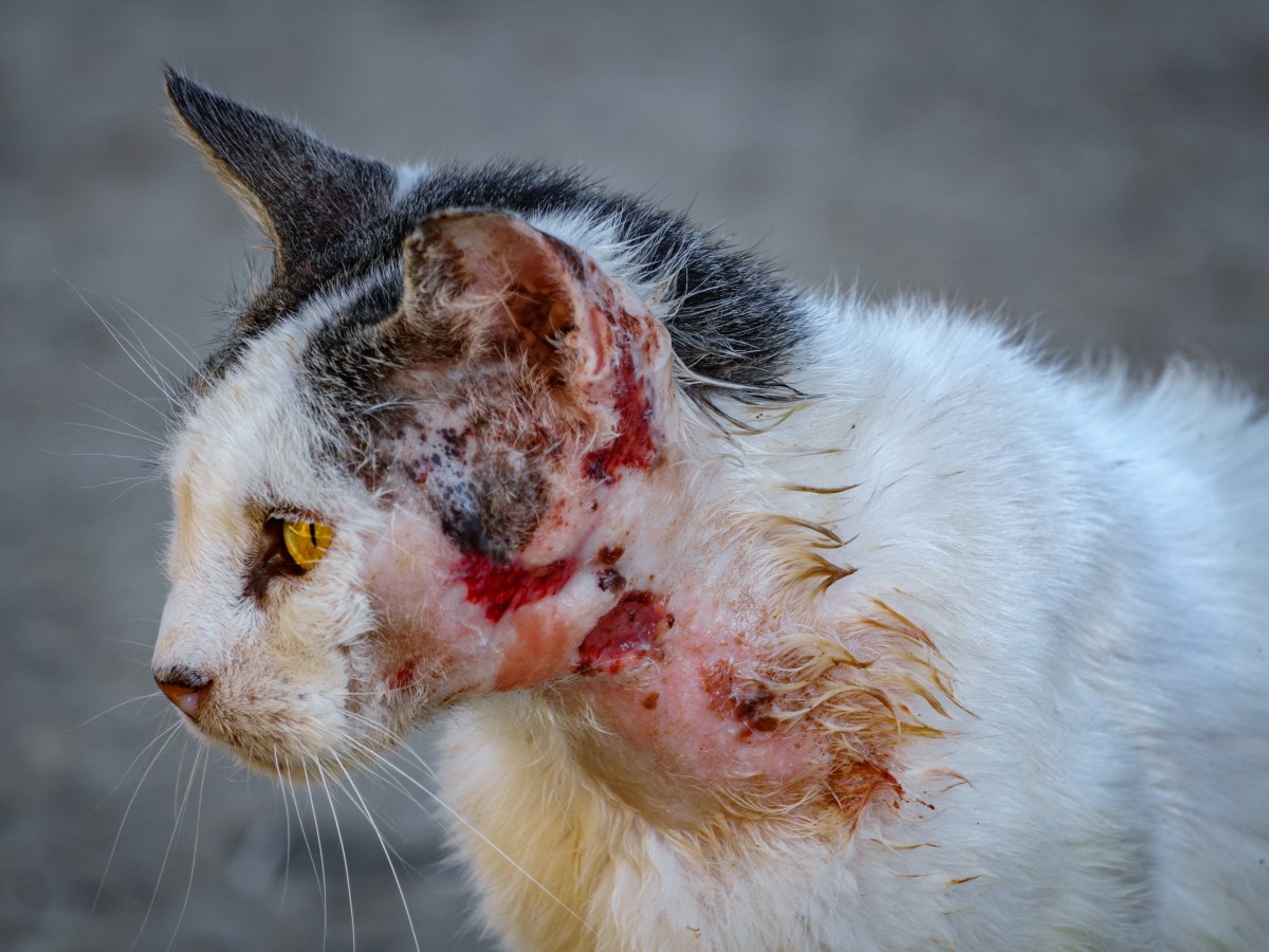 Brutale Tierquälerei: Katze bei lebendigem Leibe gehäutet und verstümmelt