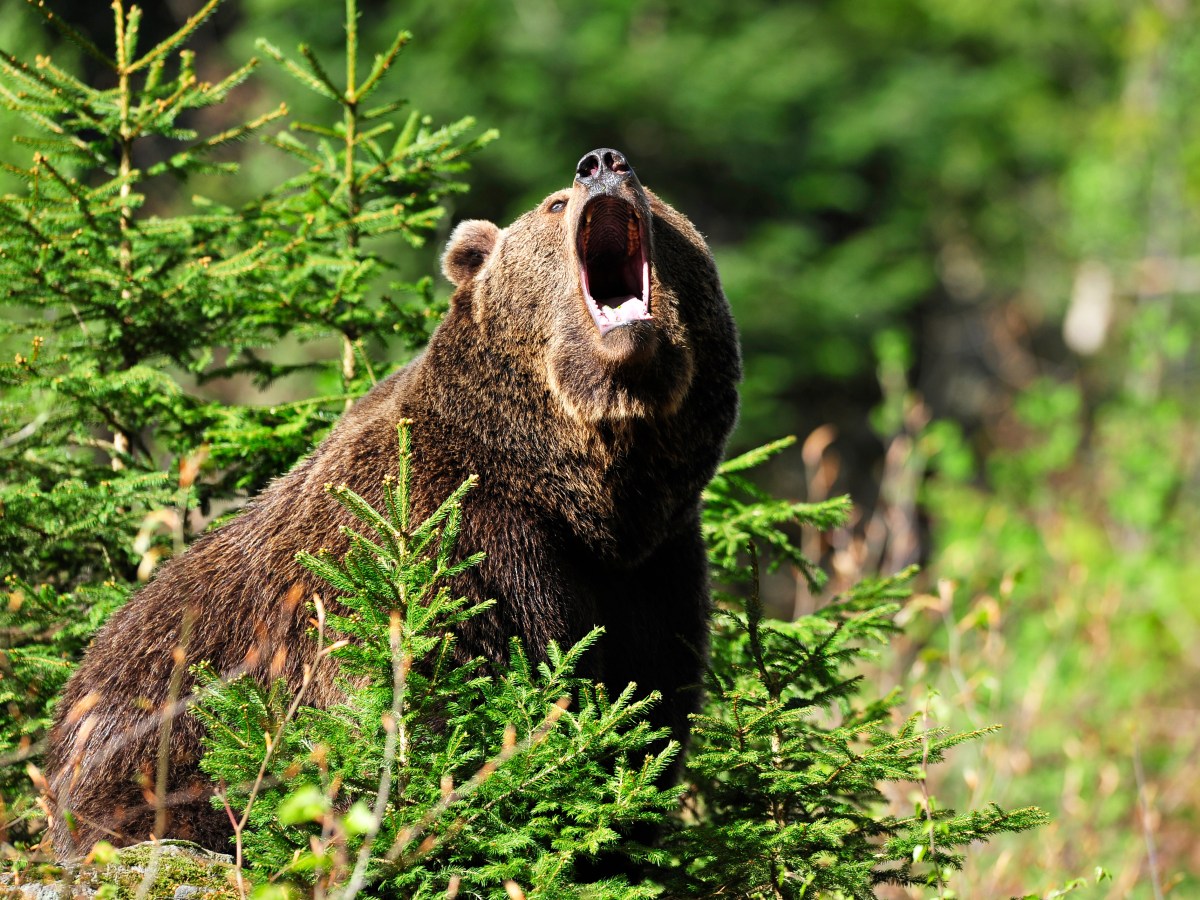 BÃ¤r im Wald schreit