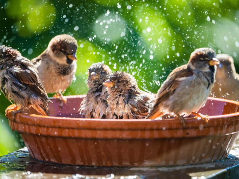 Vögel baden