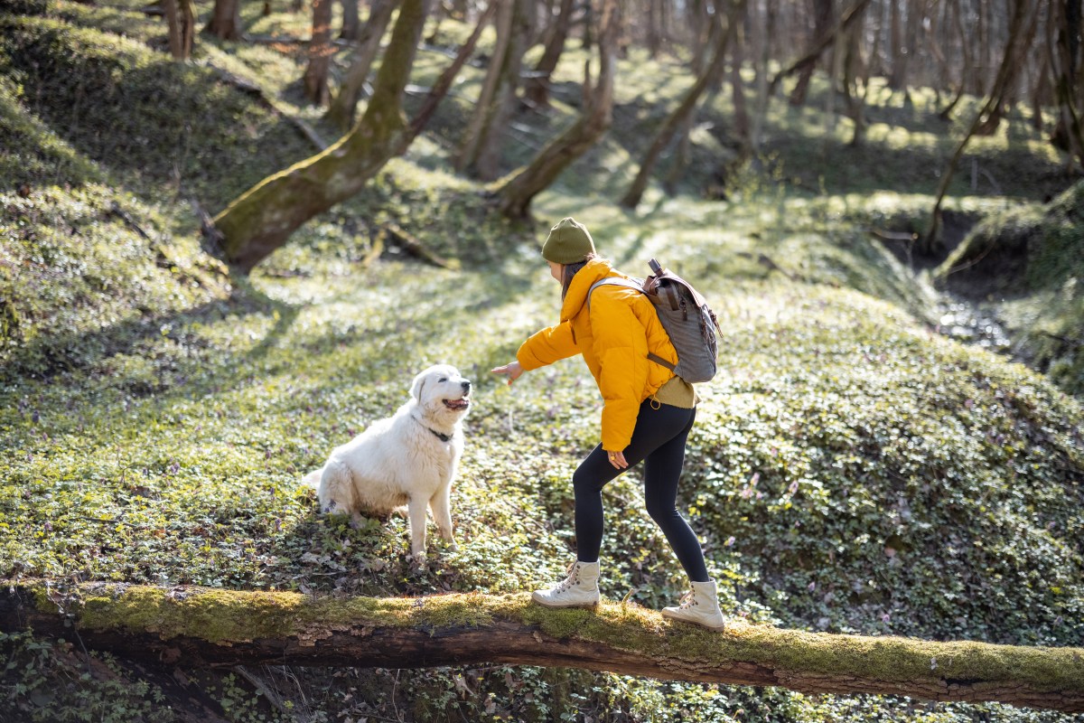 Hund im Wald