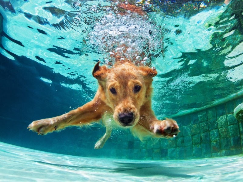 Hund im Wasser