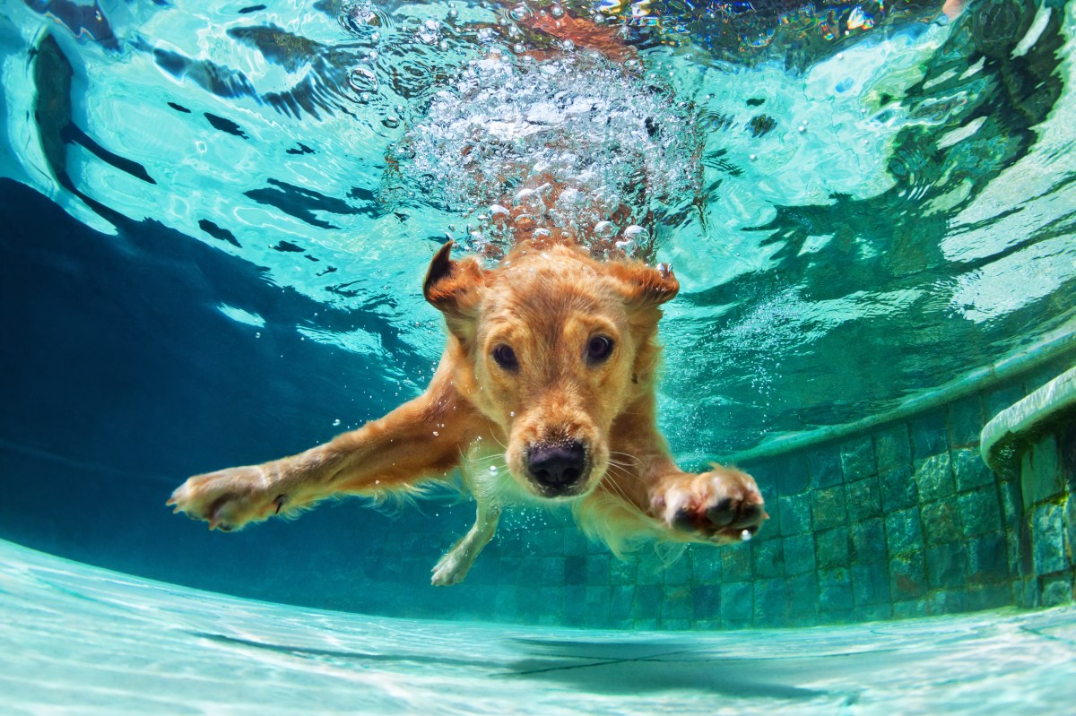 Hund im Wasser