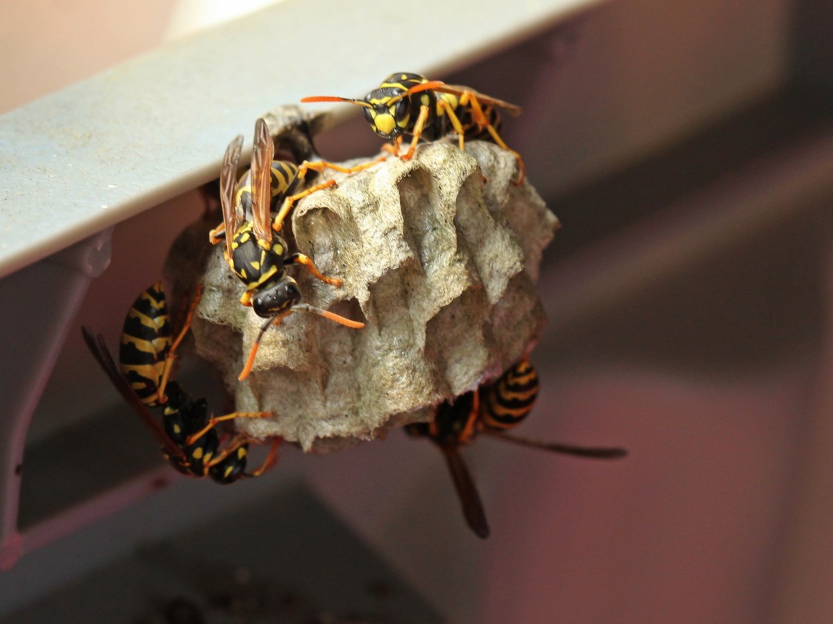 Du hast Wespen auf deinem Balkon? So kannst du sie fernhalten und entfernen