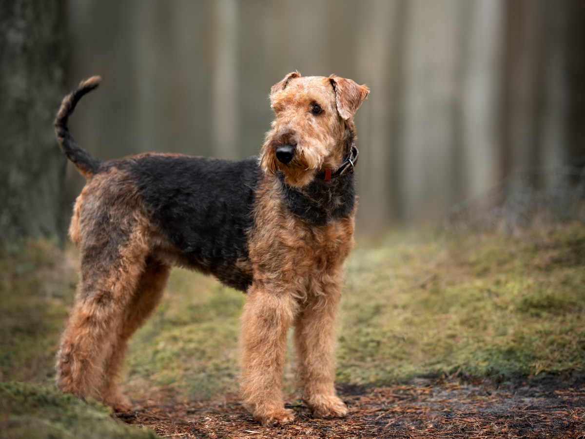 Airedale Terrier: Der umfassende Ratgeber zur â€žKÃ¶nig der Terrierâ€œ-Rasse