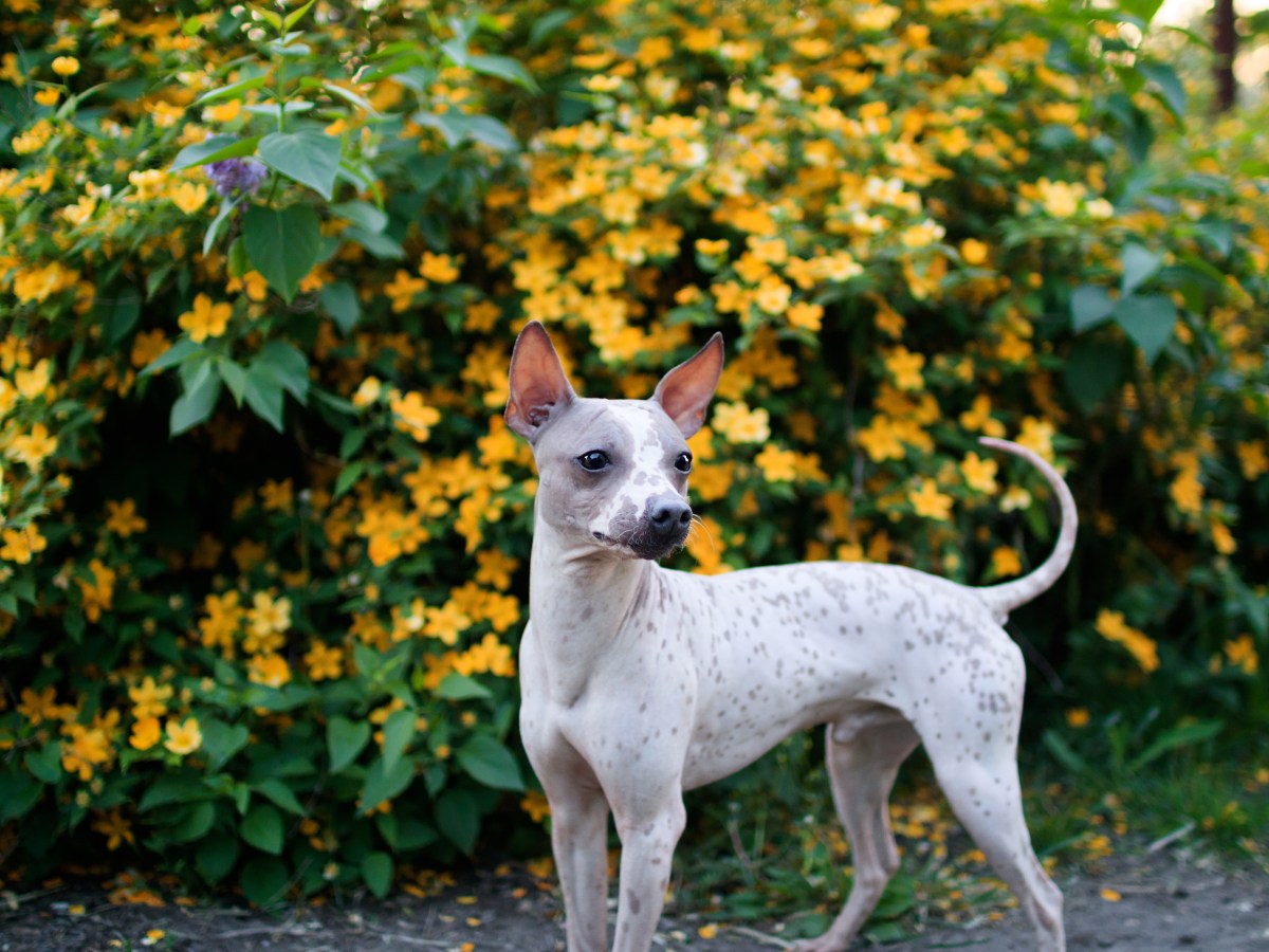 American Hairless Terrier: Der perfekte Familienhund fÃ¼r Allergiker