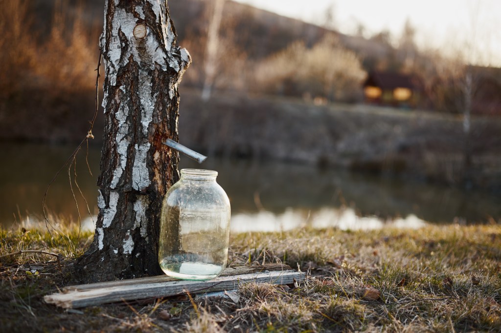 Birkenwasser