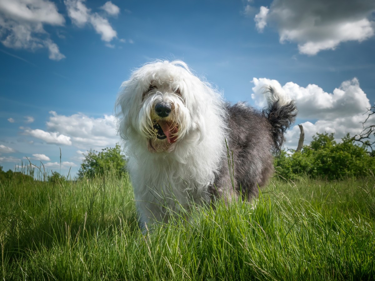 Bobtail-Steckbrief: Alles, was du Ã¼ber den Old English Sheepdog wissen musst