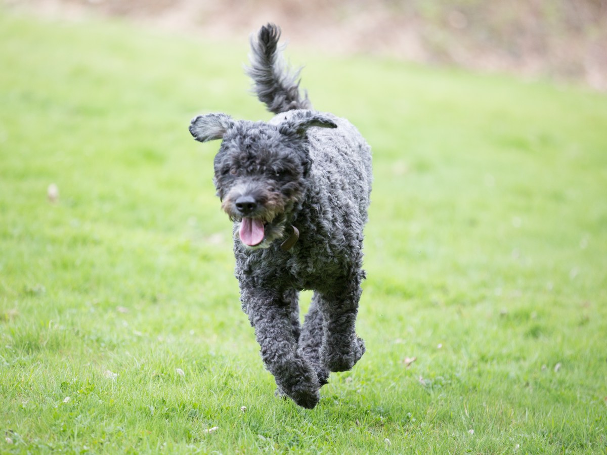 Bouvier des Flandres: Alles Ã¼ber die beeindruckende Hunderasse