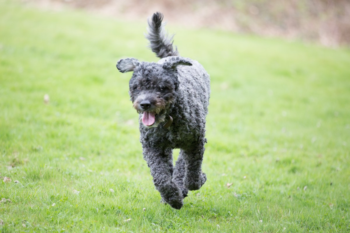 Bouvier des Flandres