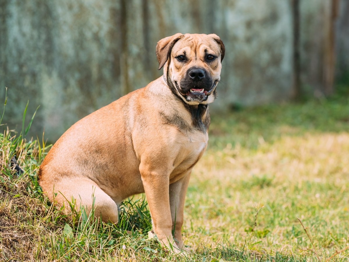 Ca de Bou: Alles Wissenswerte Ã¼ber die mallorquinische Bulldogge