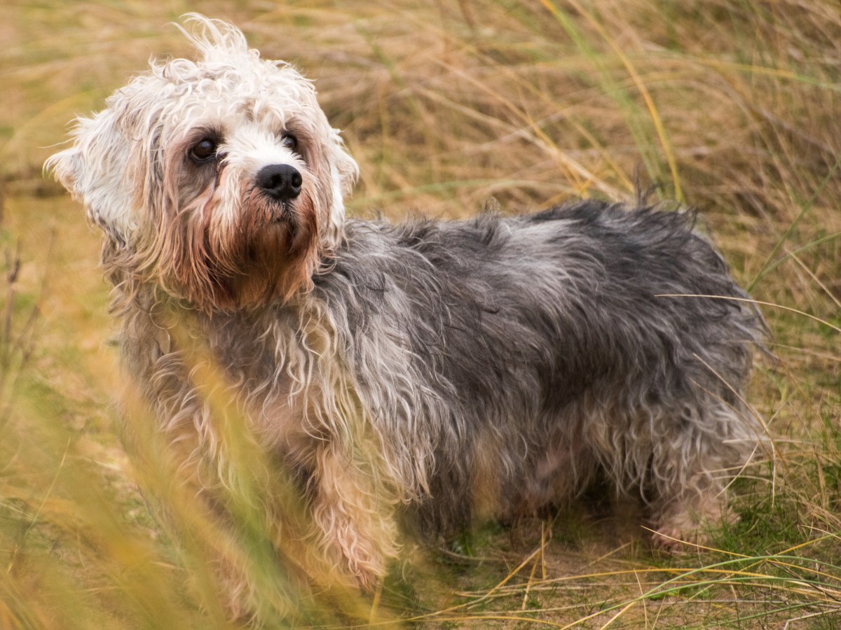 Der ultimative Guide zum Dandie Dinmont Terrier: Alles Ã¼ber Aussehen, Charakter, Pflege und mehr