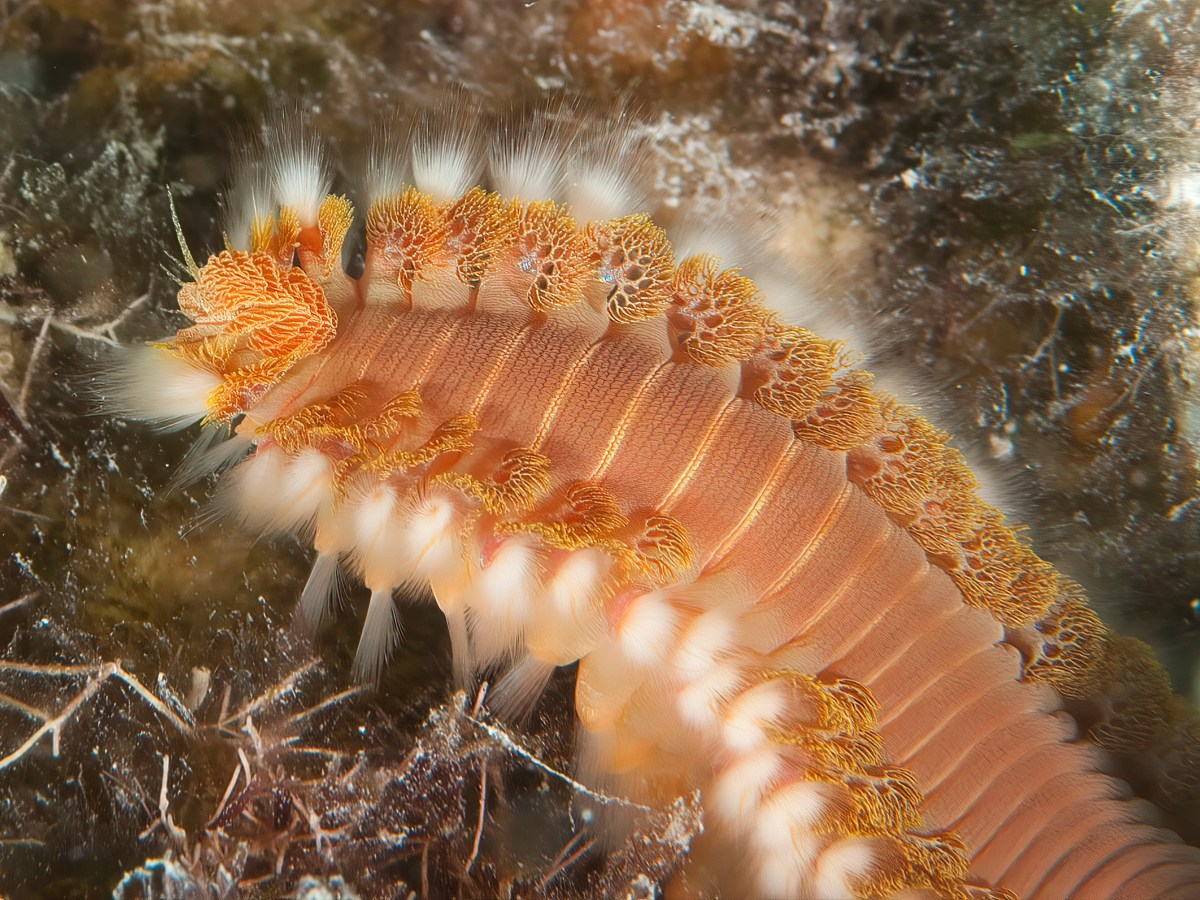 Feuerwurm auf dem Meeresboden