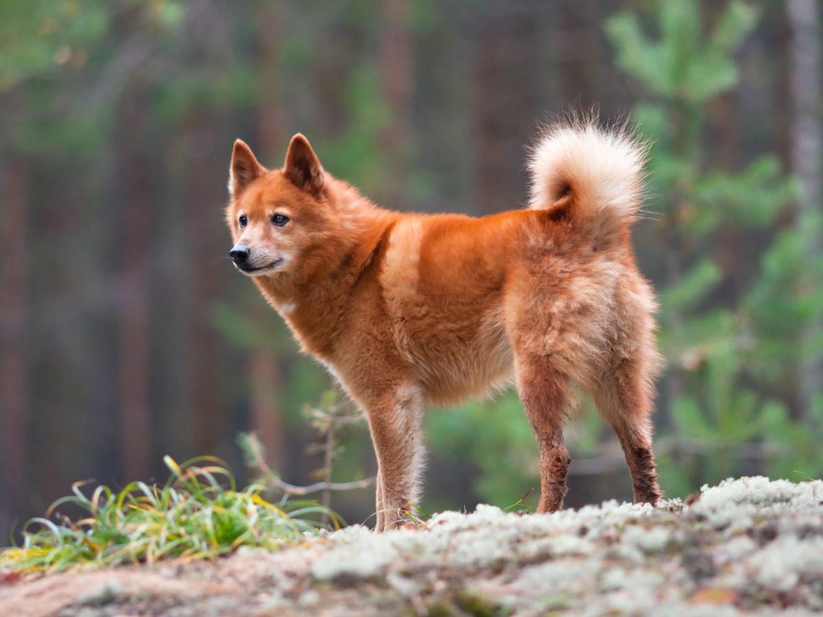 Finnen-Spitz: Der Allrounder aus dem hohen Norden