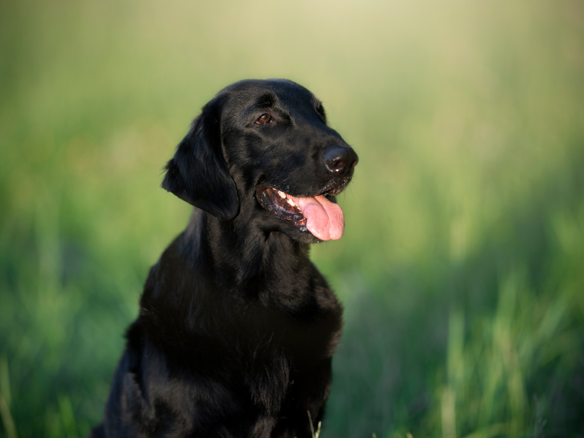 Alles, was du Ã¼ber den Flatcoat Retriever wissen musst: Ein umfassender Ratgeber