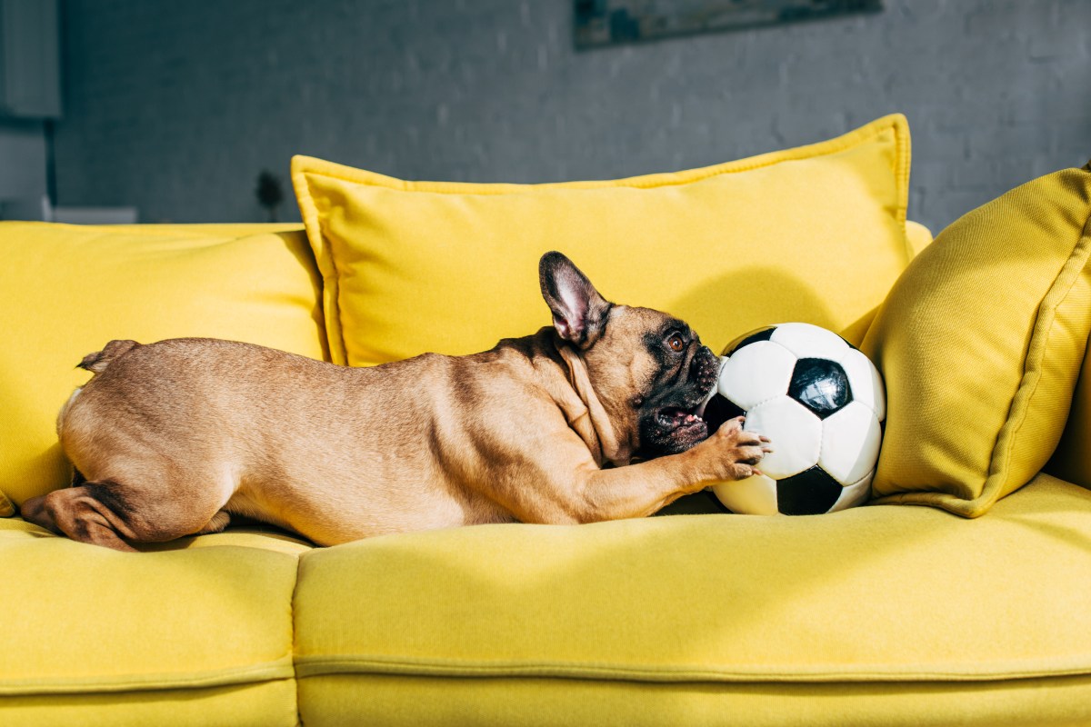 Hund Fußball Zuhause auf dem Sofa