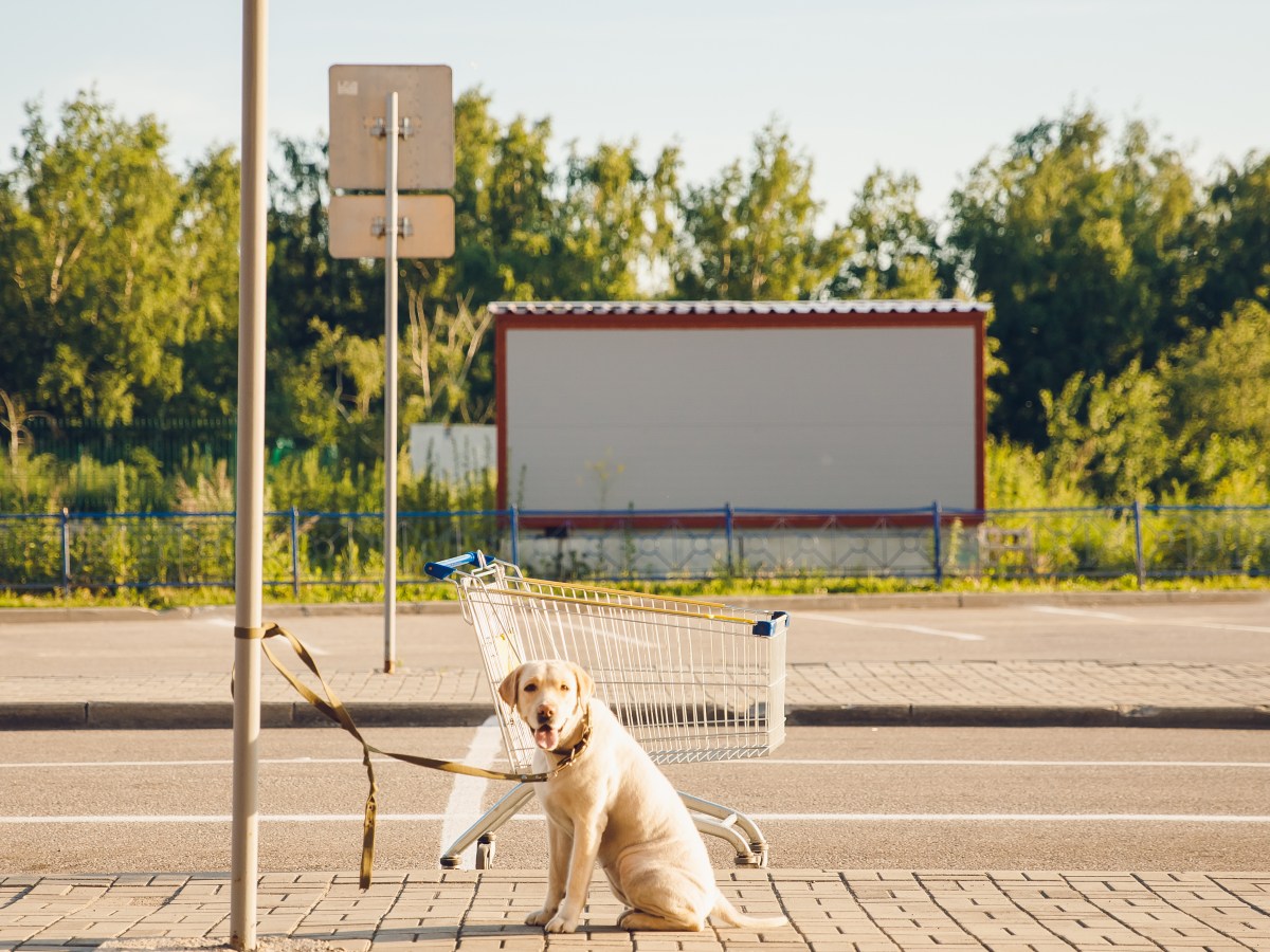 Hund angeleint vor Geschäft