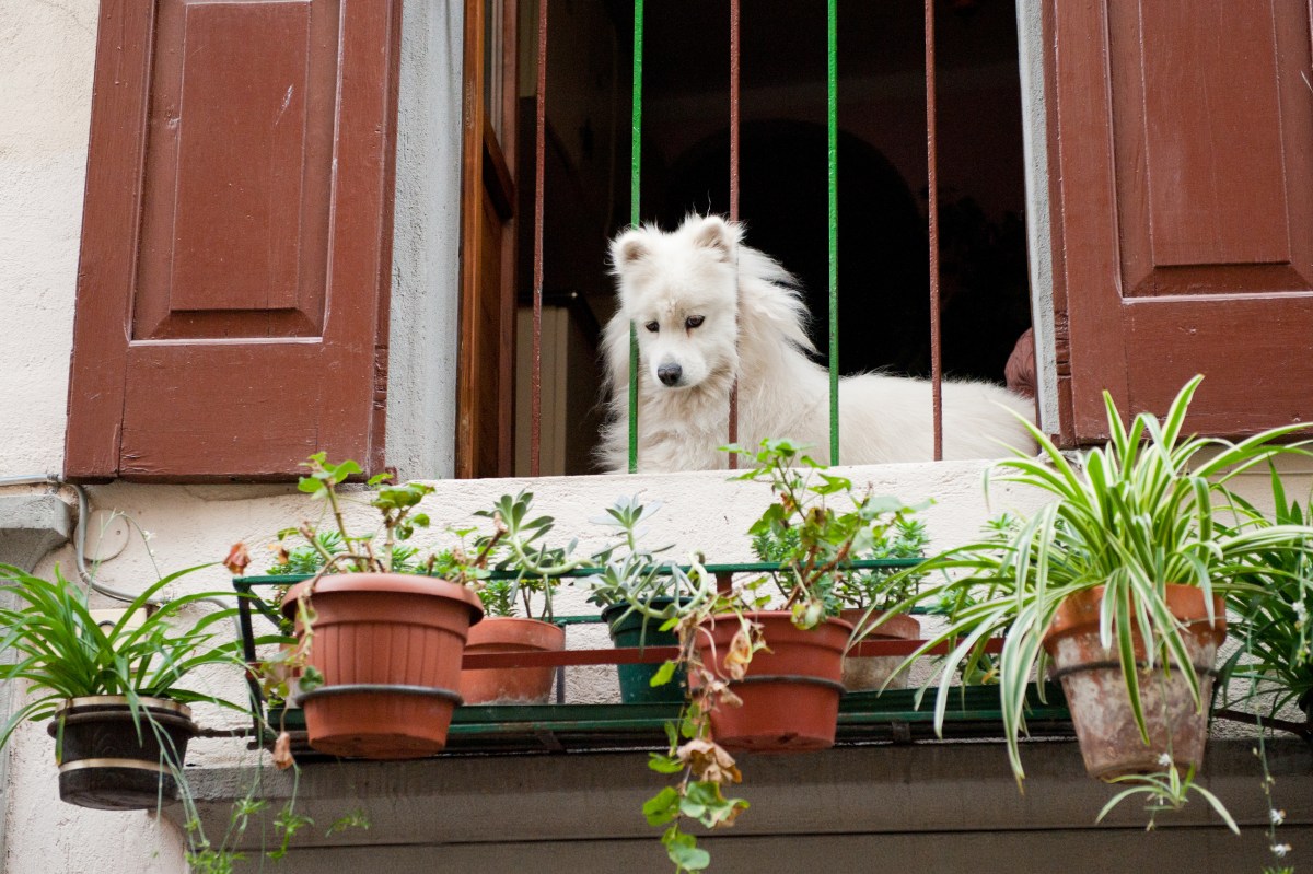 Hund auf dem Balkon