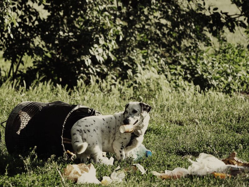 Hund wühlt im Müll