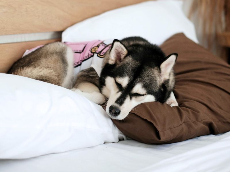 Hund schläft