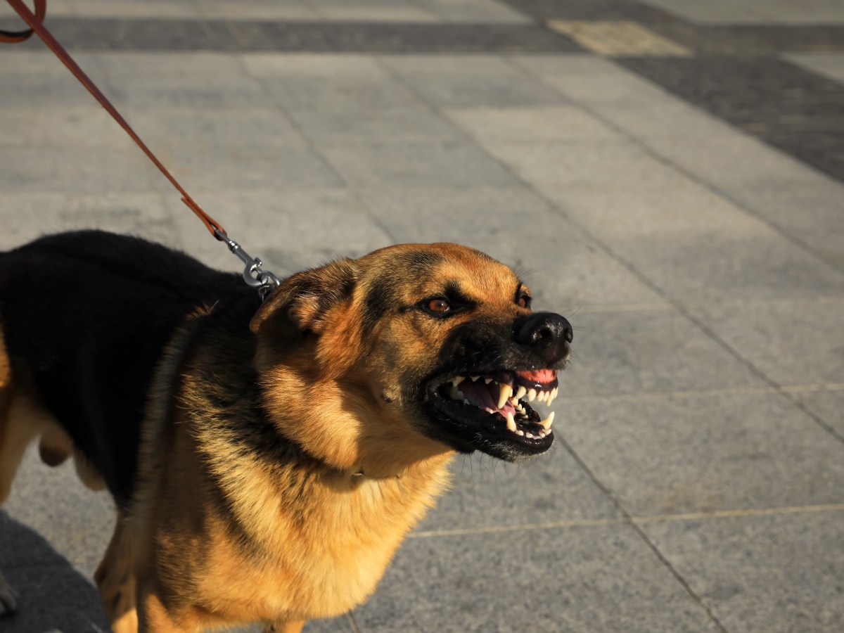 Hund verteidigt Familie