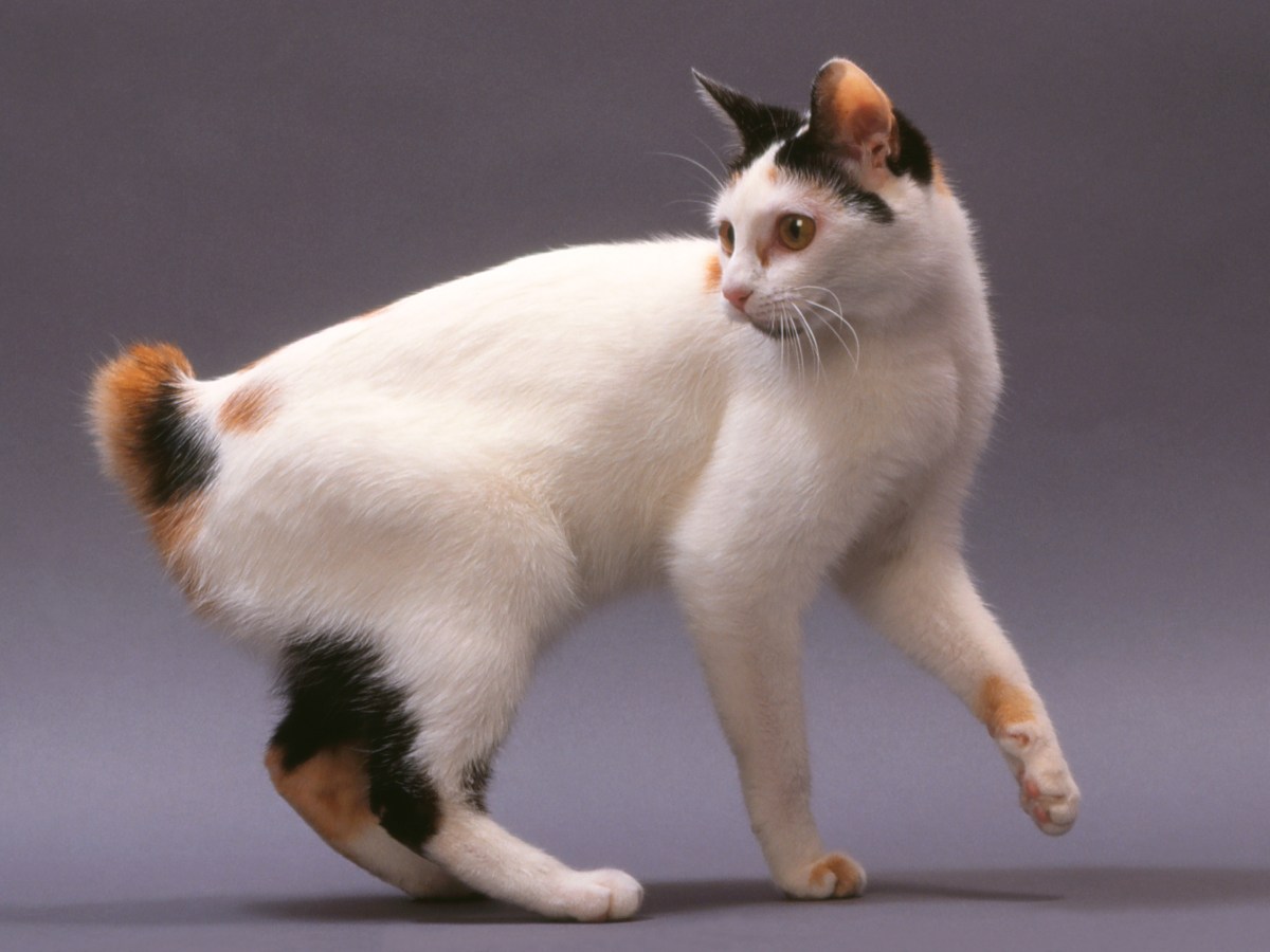 Japanese Bobtail: Die Katzenrasse ohne Schwanz bringt GlÃ¼ck