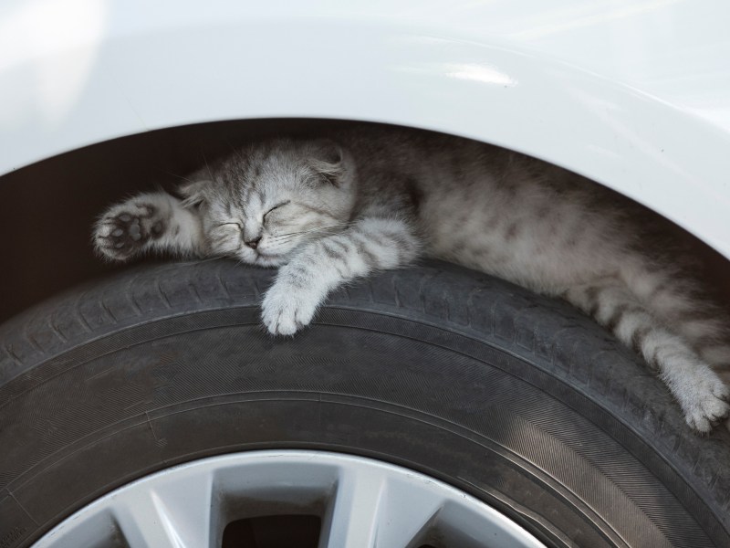 Katze schläft zwischen Auto und Reifen
