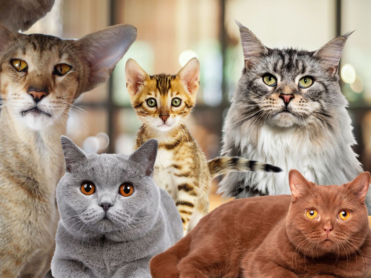 Katzen Test: Welche Katze du wählst, verrät uns viel über dich