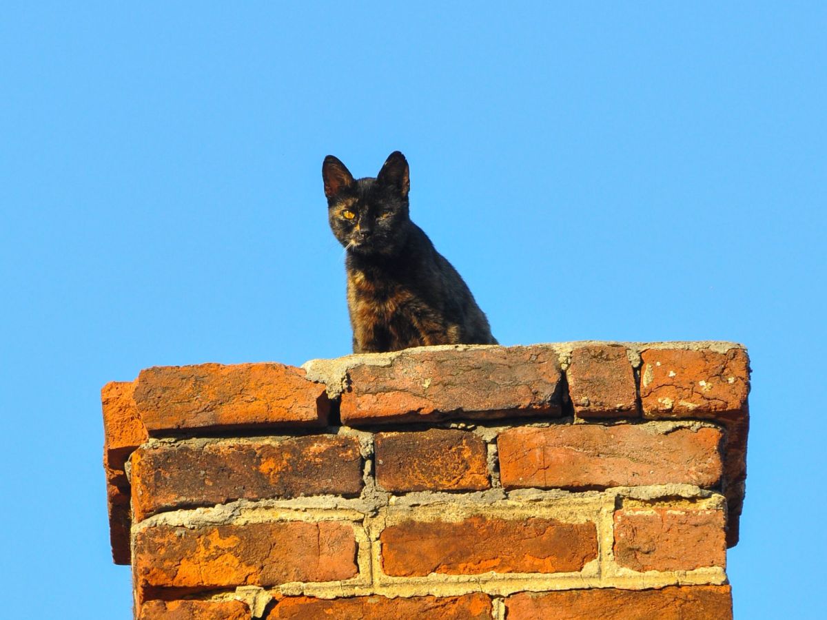 Katze sitzt auf einem Schornstein