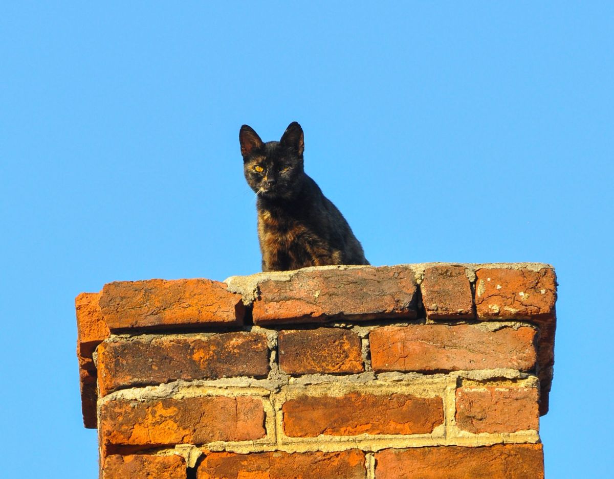 Katze sitzt auf einem Schornstein