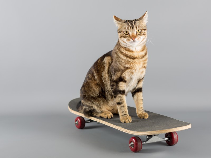 Katze auf einem Skateboard