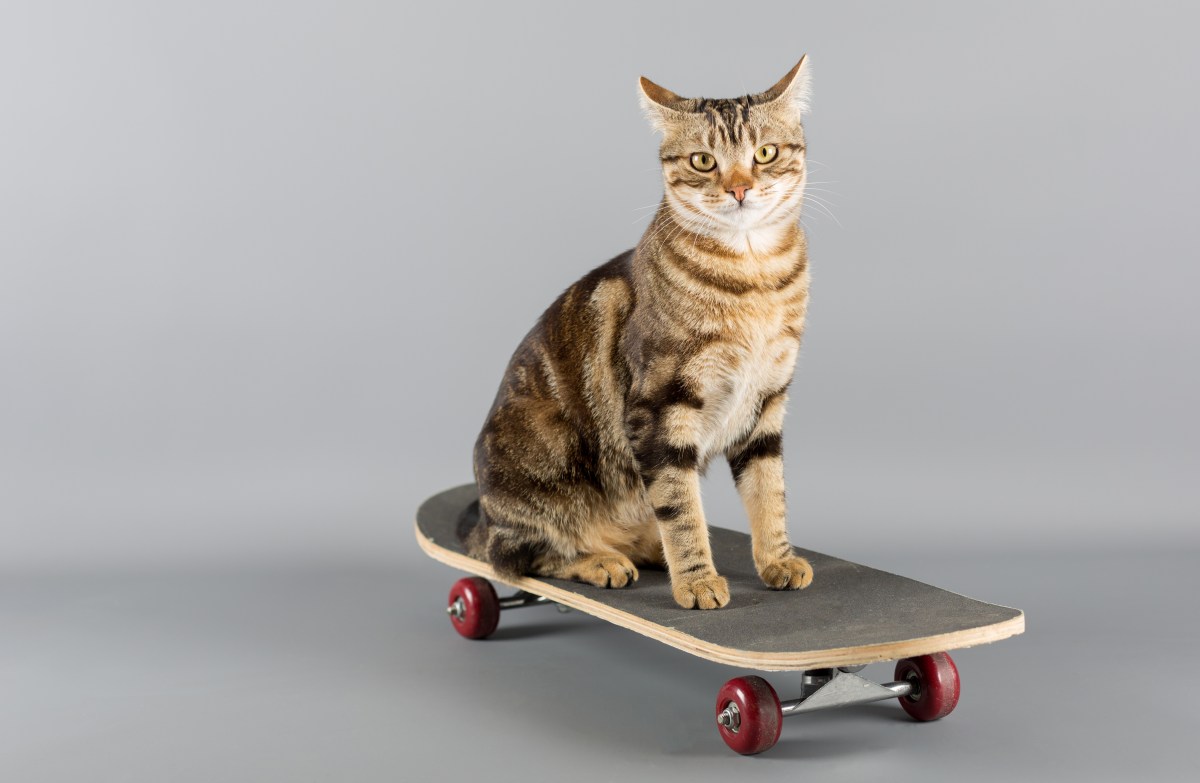 Katze auf einem Skateboard